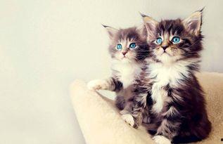 娱乐吃瓜酱小猫被薅起来